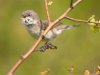 Lesser Whitethroat at Gunners Park (Steve Arlow) (38991 bytes)